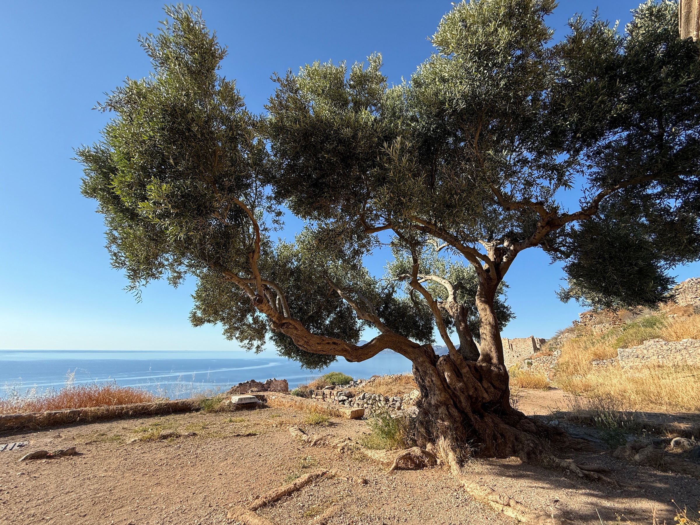 Ancient olive tree on a Mediterranean hilltop — wisdom, longevity, elevated perspective