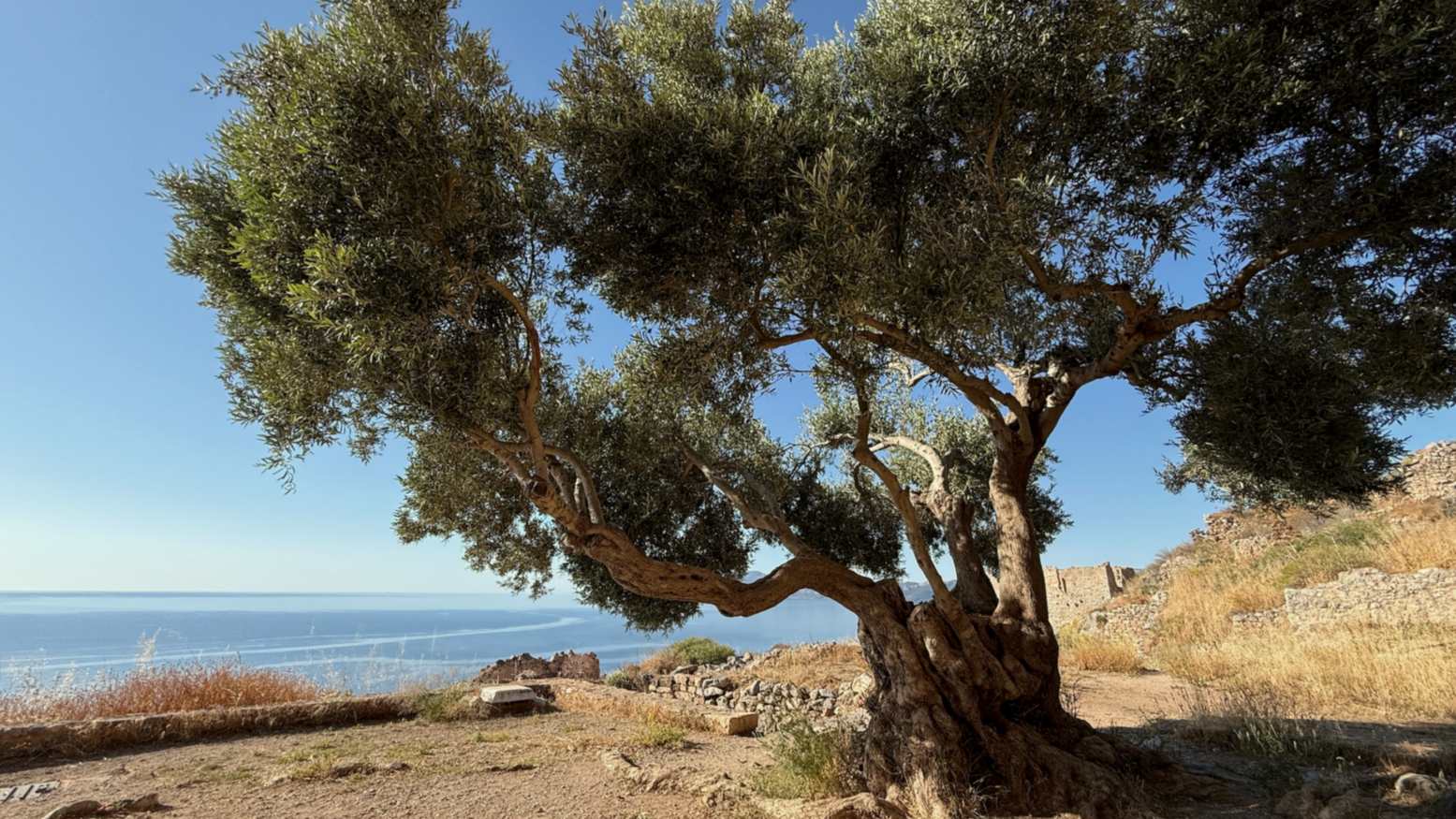 An ancient olive tree on the rock of Monemvasia, the sea behind it